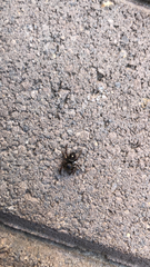 Phidippus audax