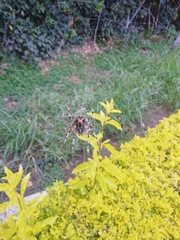 Neoscona orizabensis