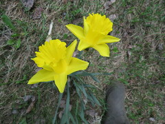 Narcissus