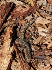 Christinus marmoratus