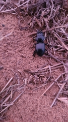 Pasimachus californicus