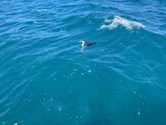 Phalacrocorax varius varius