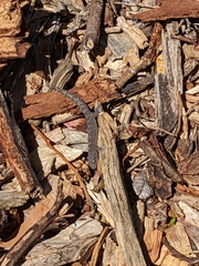 Christinus marmoratus