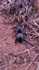 Pasimachus californicus