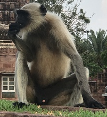 Semnopithecus entellus