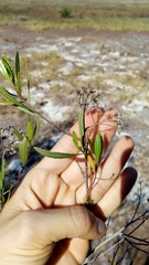 Tessaria dodonaeifolia