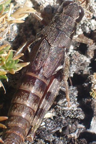Melanoplus molothrus
