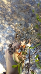 Tessaria dodonaeifolia