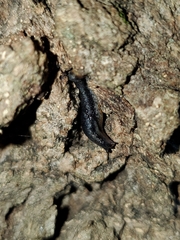 Arion hortensis