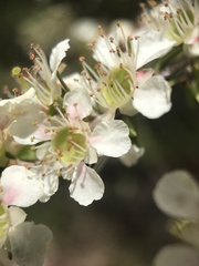 Leptospermum polygalifolium