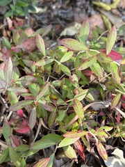 Vaccinium tenellum