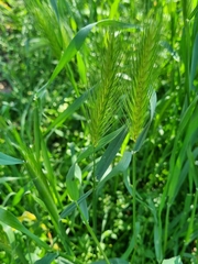 Hordeum