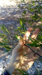 Tessaria dodonaeifolia