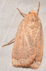 Abagrotis alternata