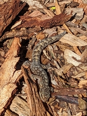 Christinus marmoratus