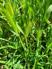 Hordeum