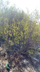 Tessaria dodonaeifolia