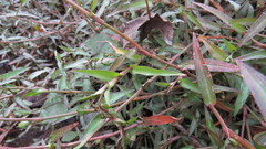 Murdannia keisak