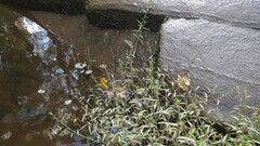 Murdannia keisak
