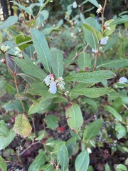 Lyonia mariana