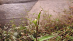Murdannia keisak