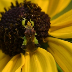 Phymata pennsylvanica