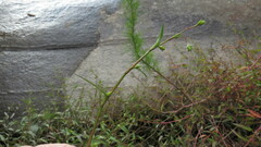 Murdannia keisak