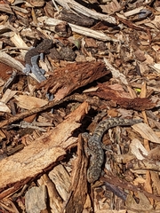 Christinus marmoratus