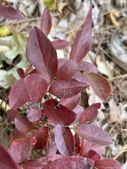Vaccinium pallidum