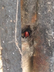 Latrodectus mactans