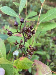 Lyonia mariana