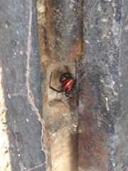 Latrodectus mactans