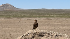 Daptrius megalopterus