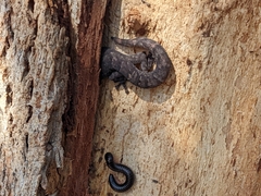 Christinus marmoratus