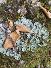 Myelochroa aurulenta