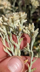 Pseudognaphalium canescens