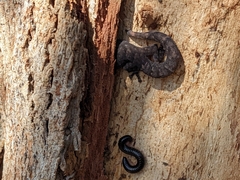 Christinus marmoratus