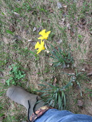 Narcissus