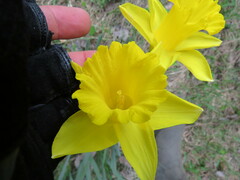 Narcissus