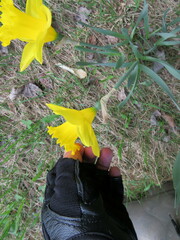 Narcissus