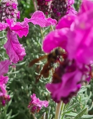 Polistes chinensis