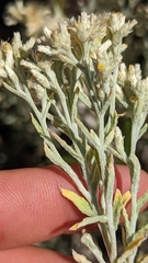 Pseudognaphalium canescens