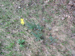 Narcissus
