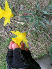Narcissus