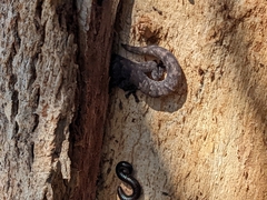 Christinus marmoratus