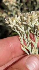 Pseudognaphalium canescens