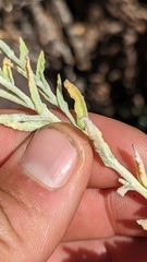 Pseudognaphalium canescens