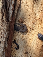 Christinus marmoratus