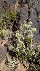 Pseudognaphalium canescens