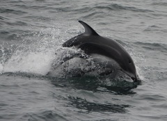Sagmatias obliquidens